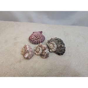 Lot of 4 Seashells -‎ Scallop Whelk Spiral Natural Beach Decor